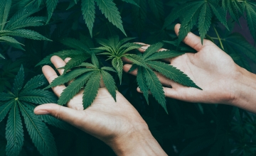 CBD olej a úzkosti